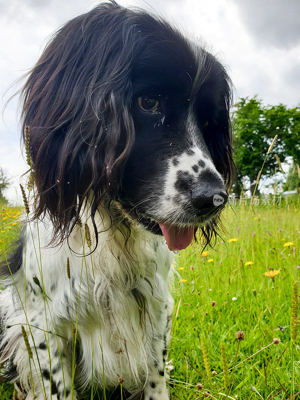 Close up shot of pretty black and white spaniel dog staring intently at something out of shot outdoors in the English countryside.